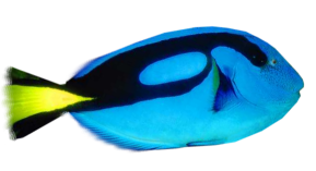 akvariumi_halak_96.png