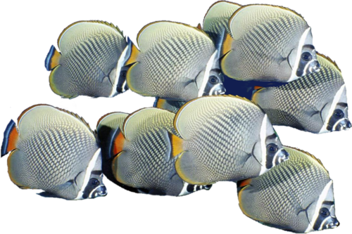 akvariumi_halak_967.png