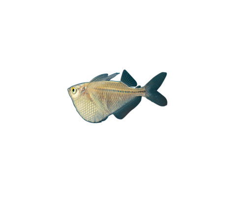 akvariumi_halak_97.png