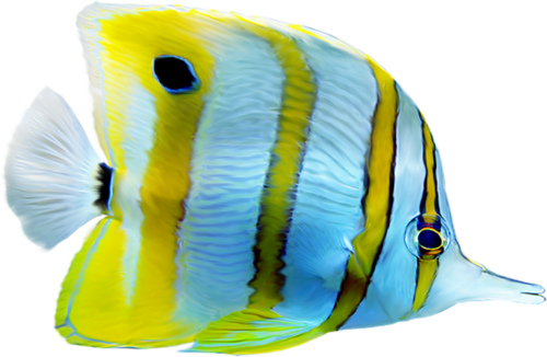 akvariumi_halak_974.png