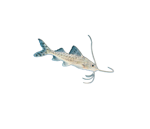 akvariumi_halak_98.png