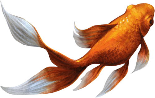akvariumi_halak_981.png