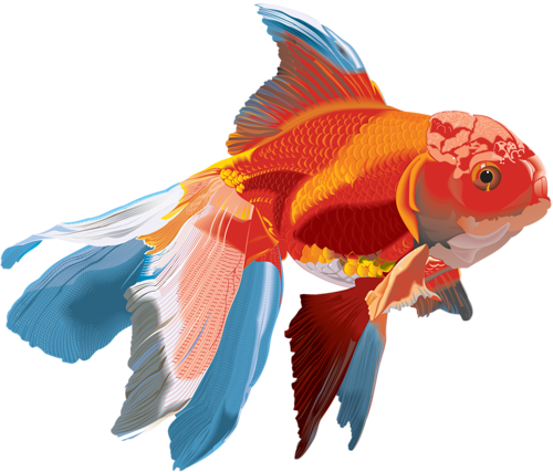 akvariumi_halak_987.png