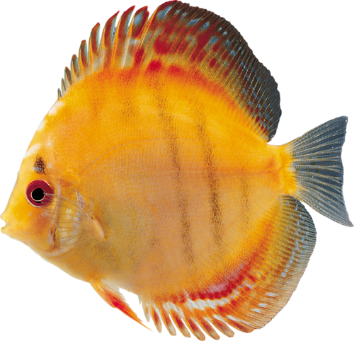 akvariumi_halak_988.png