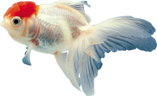 akvariumi_halak_989.png
