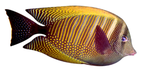 akvariumi_halak_99.png