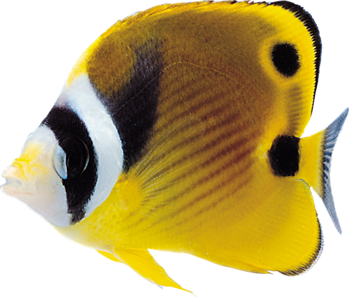 akvariumi_halak_990.png