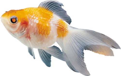 akvariumi_halak_992.png