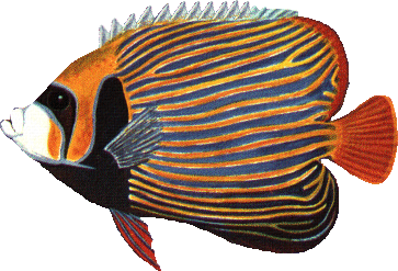 akvariumi_halak_993.png