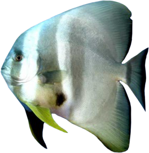 akvariumi_halak_996.png