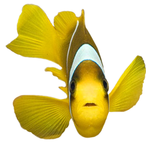 akvariumi_halak_997.png