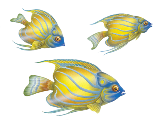 akvariumi_halak_998.png