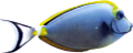 akvariumi_halak_1002