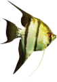 akvariumi_halak_1003