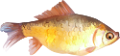 akvariumi_halak_1005