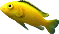 akvariumi_halak_1006