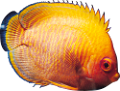 akvariumi_halak_1010