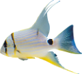 akvariumi_halak_1061