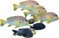 akvariumi_halak_1096