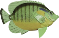 akvariumi_halak_1110