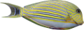akvariumi_halak_1121
