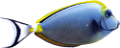 akvariumi_halak_1122