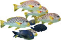 akvariumi_halak_138