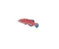 akvariumi_halak_152