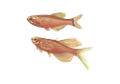 akvariumi_halak_171