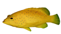 akvariumi_halak_212
