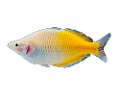 akvariumi_halak_228
