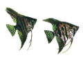 akvariumi_halak_250