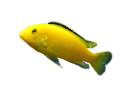 akvariumi_halak_29