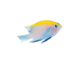 akvariumi_halak_414