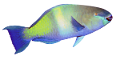 akvariumi_halak_42