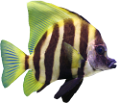 akvariumi_halak_423