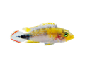 akvariumi_halak_455