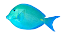 akvariumi_halak_47