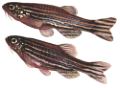 akvariumi_halak_471