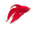 akvariumi_halak_483