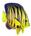 akvariumi_halak_6