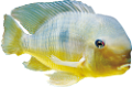 akvariumi_halak_643