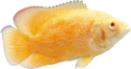 akvariumi_halak_648