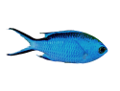 akvariumi_halak_668