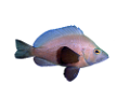 akvariumi_halak_669