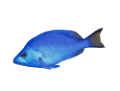 akvariumi_halak_670