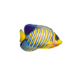 akvariumi_halak_706