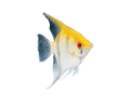 akvariumi_halak_708