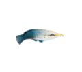 akvariumi_halak_709