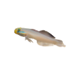 akvariumi_halak_713
